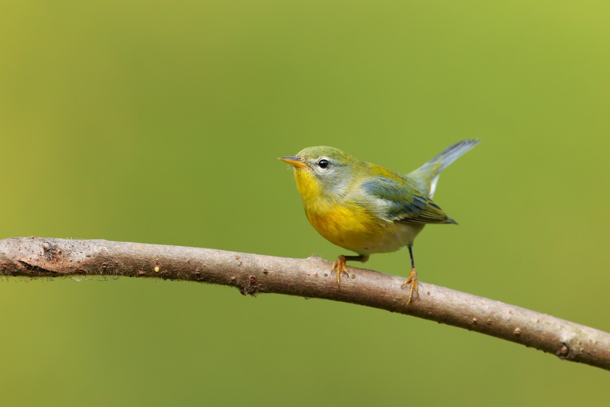 Northern Parula - ML624076405