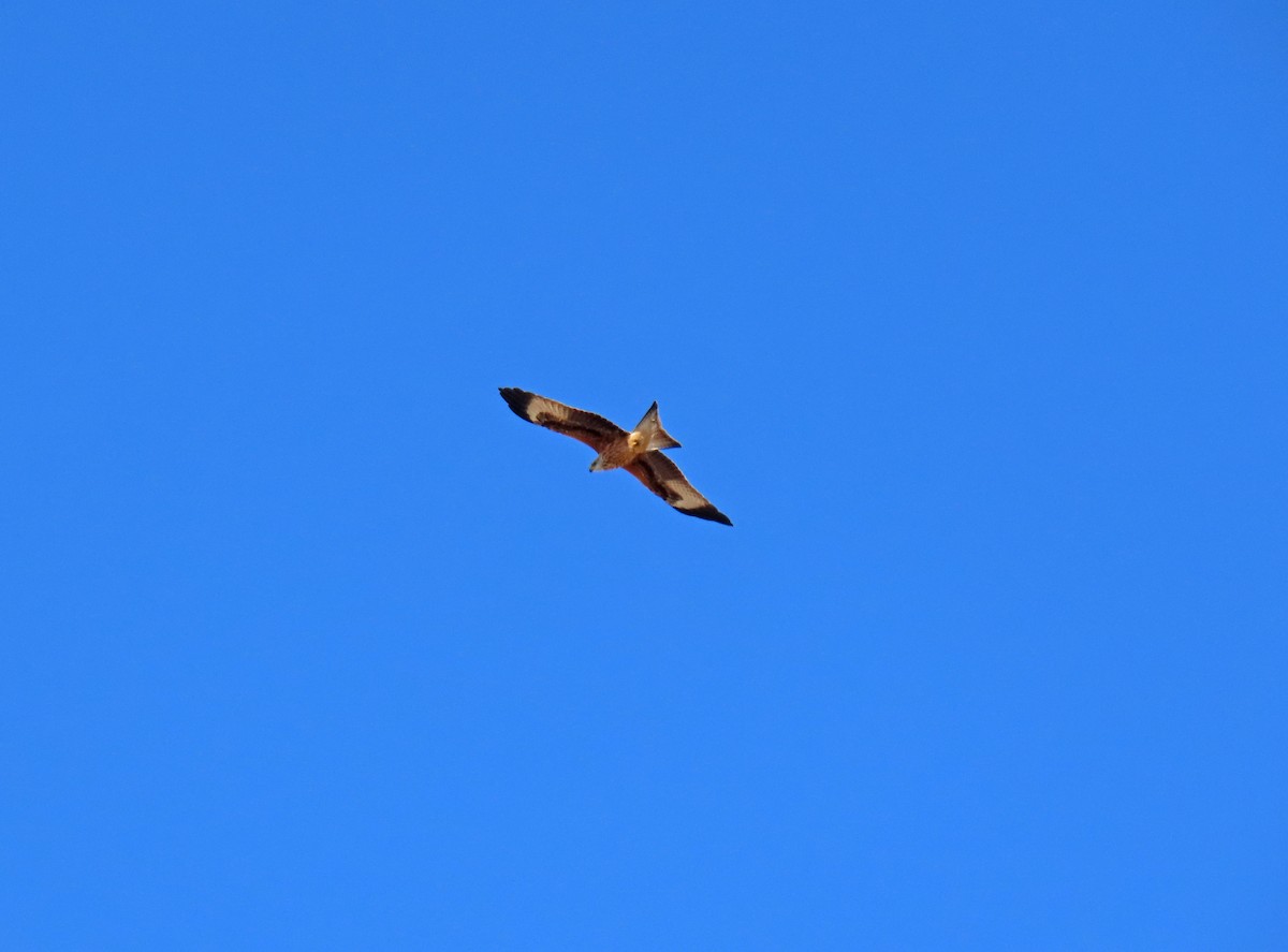 Red Kite - Francisco Javier Calvo lesmes