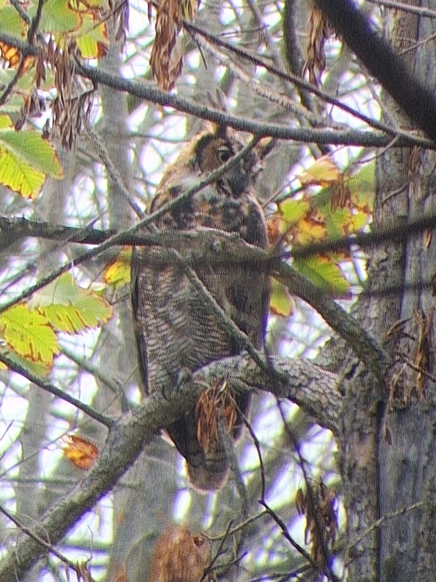 Great Horned Owl - ML624076434