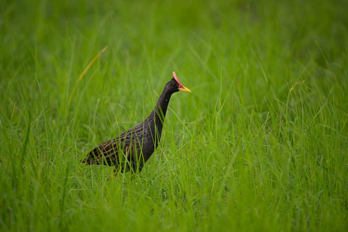 Watercock - ML624076449