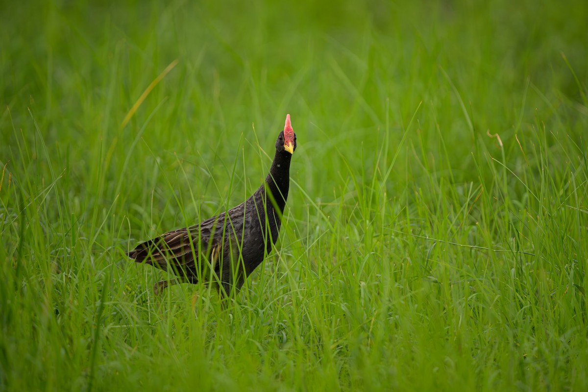 Watercock - Sudhir Paul