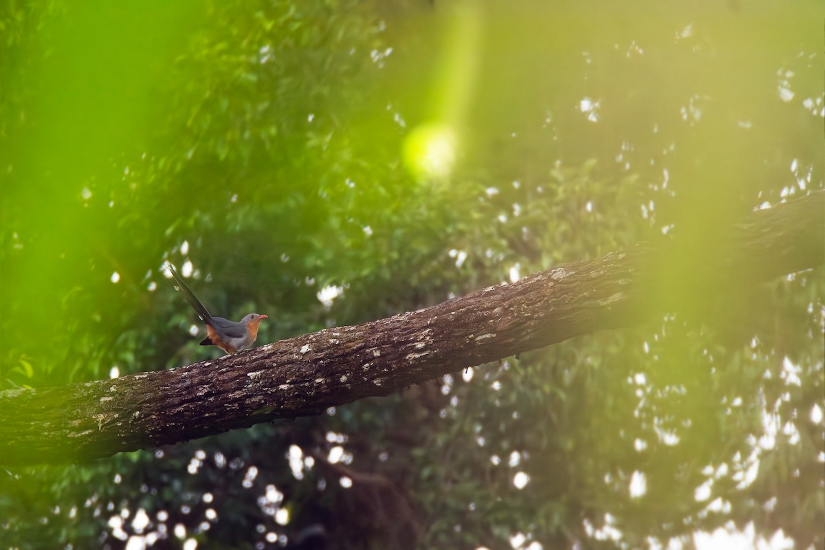 Red-billed Malkoha - ML624076461