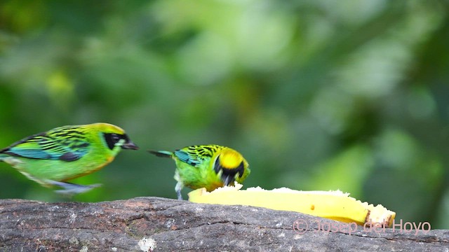 Green-and-gold Tanager - ML624076477