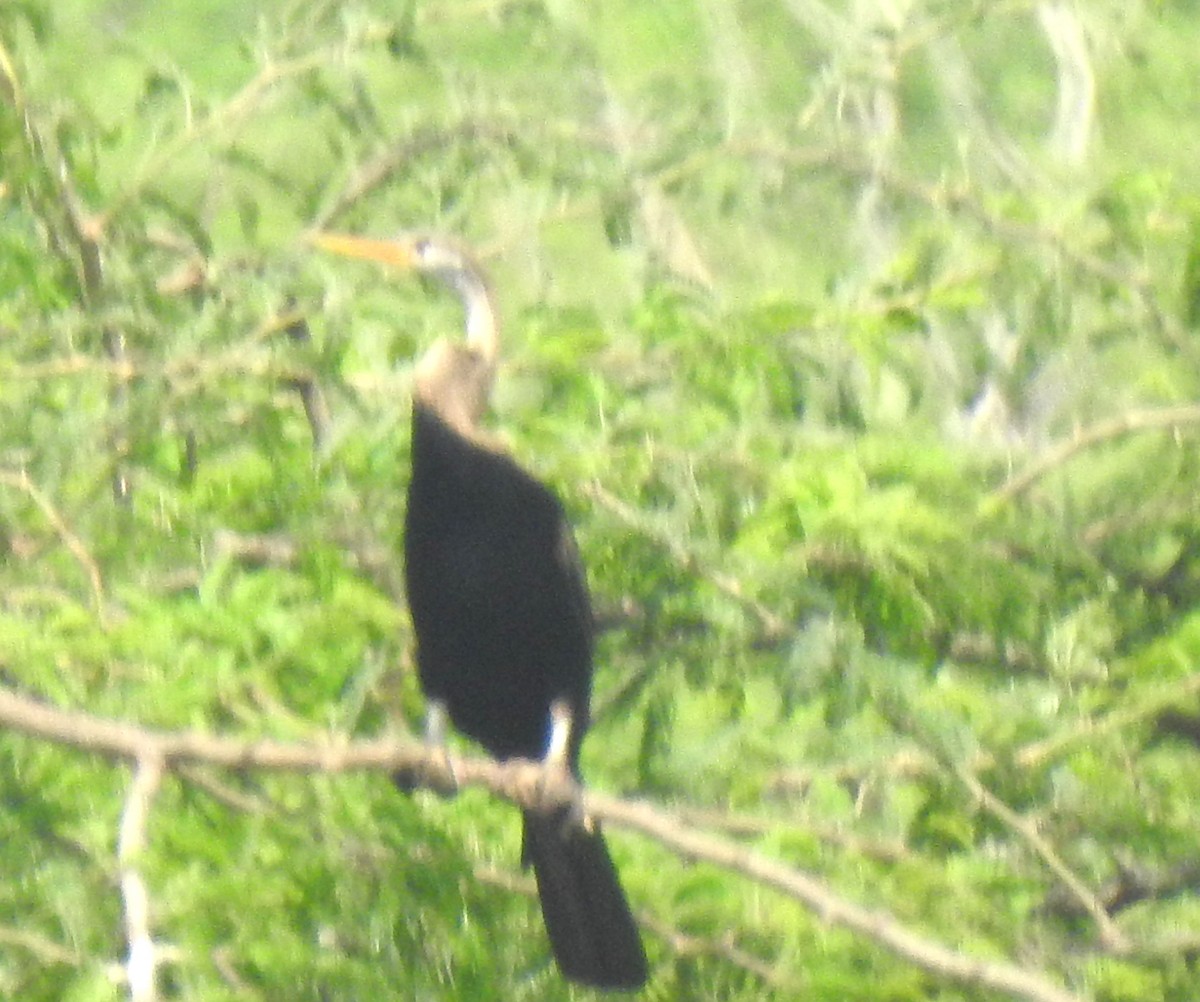 Oriental Darter - Rajashree Kale