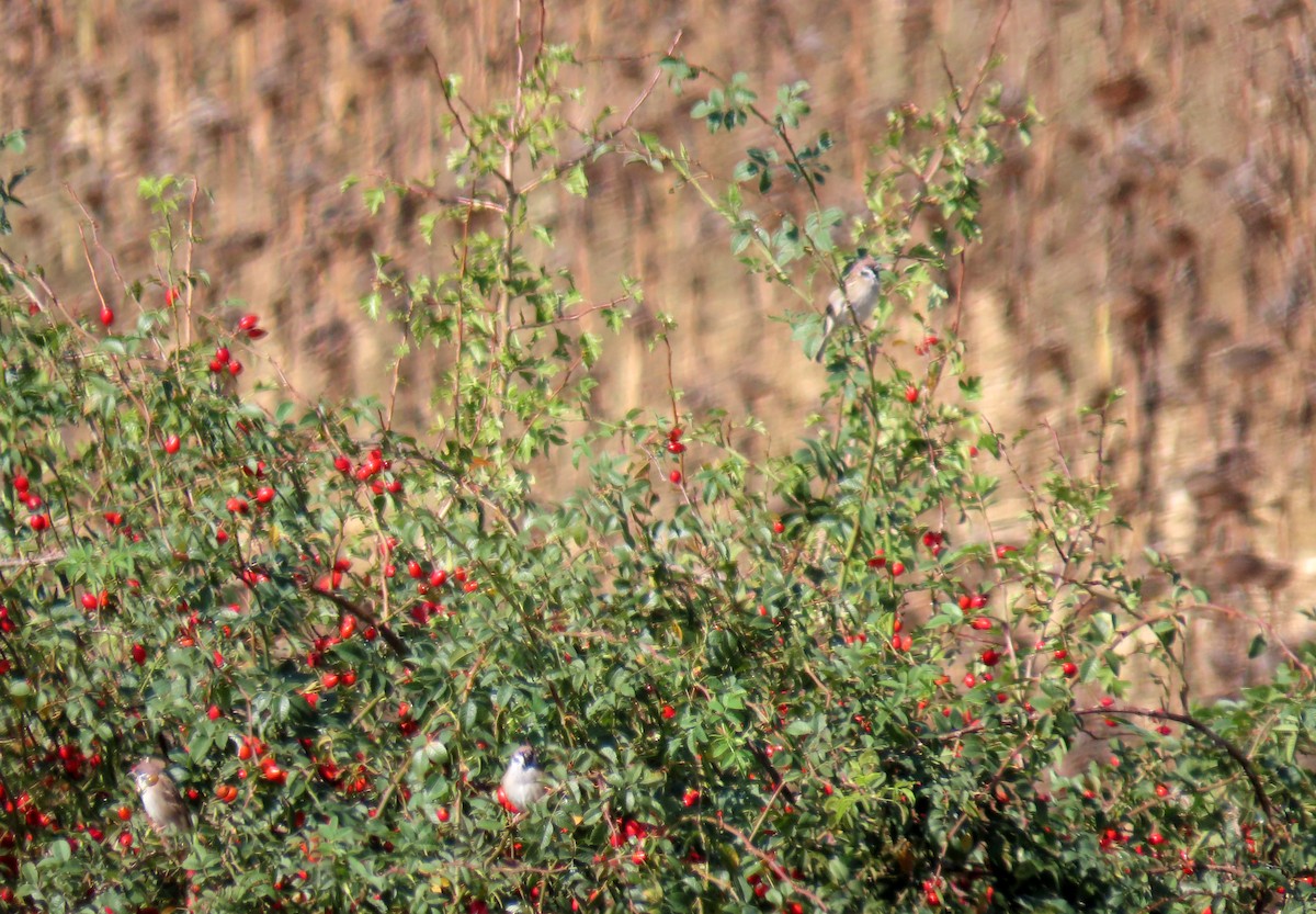 Eurasian Tree Sparrow - ML624076488