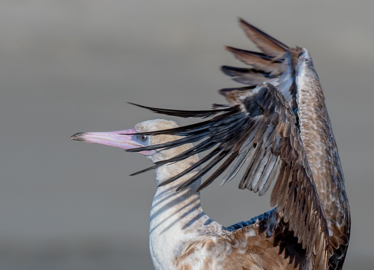 Red-footed Booby - ML624076497