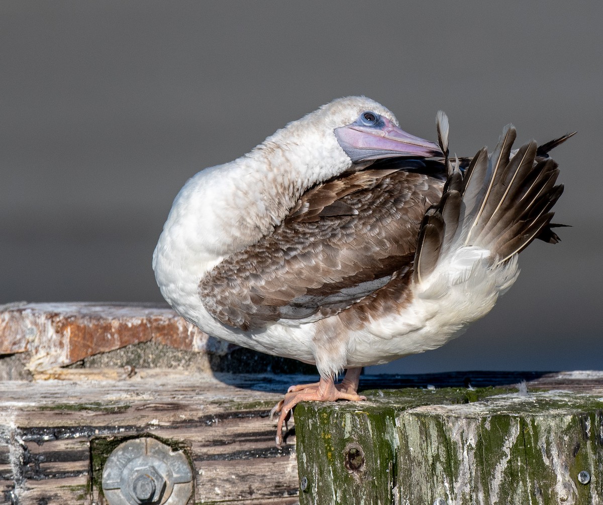 Red-footed Booby - ML624076498