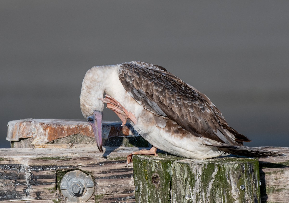 Red-footed Booby - ML624076499