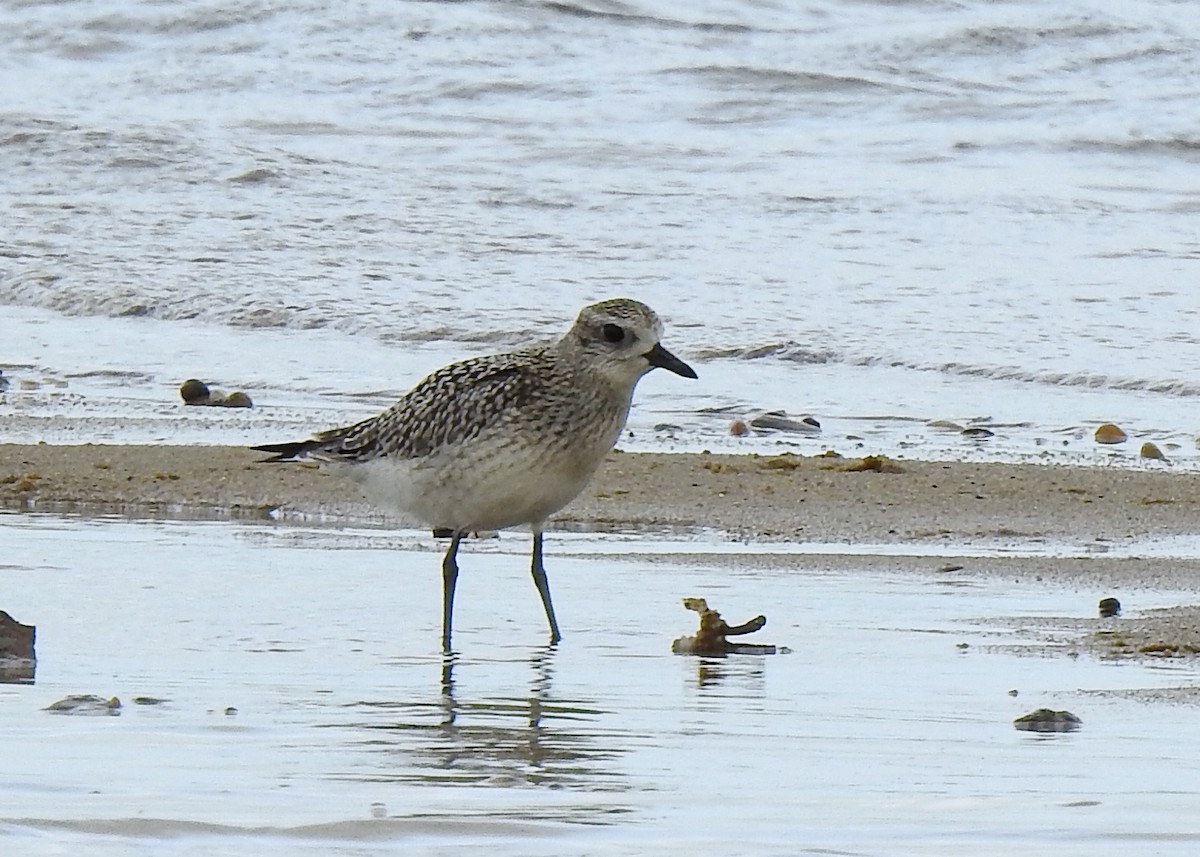 Black-bellied Plover - ML624076501