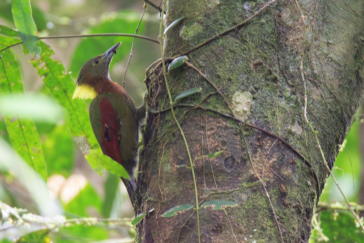 Checker-throated Woodpecker - ML624076517