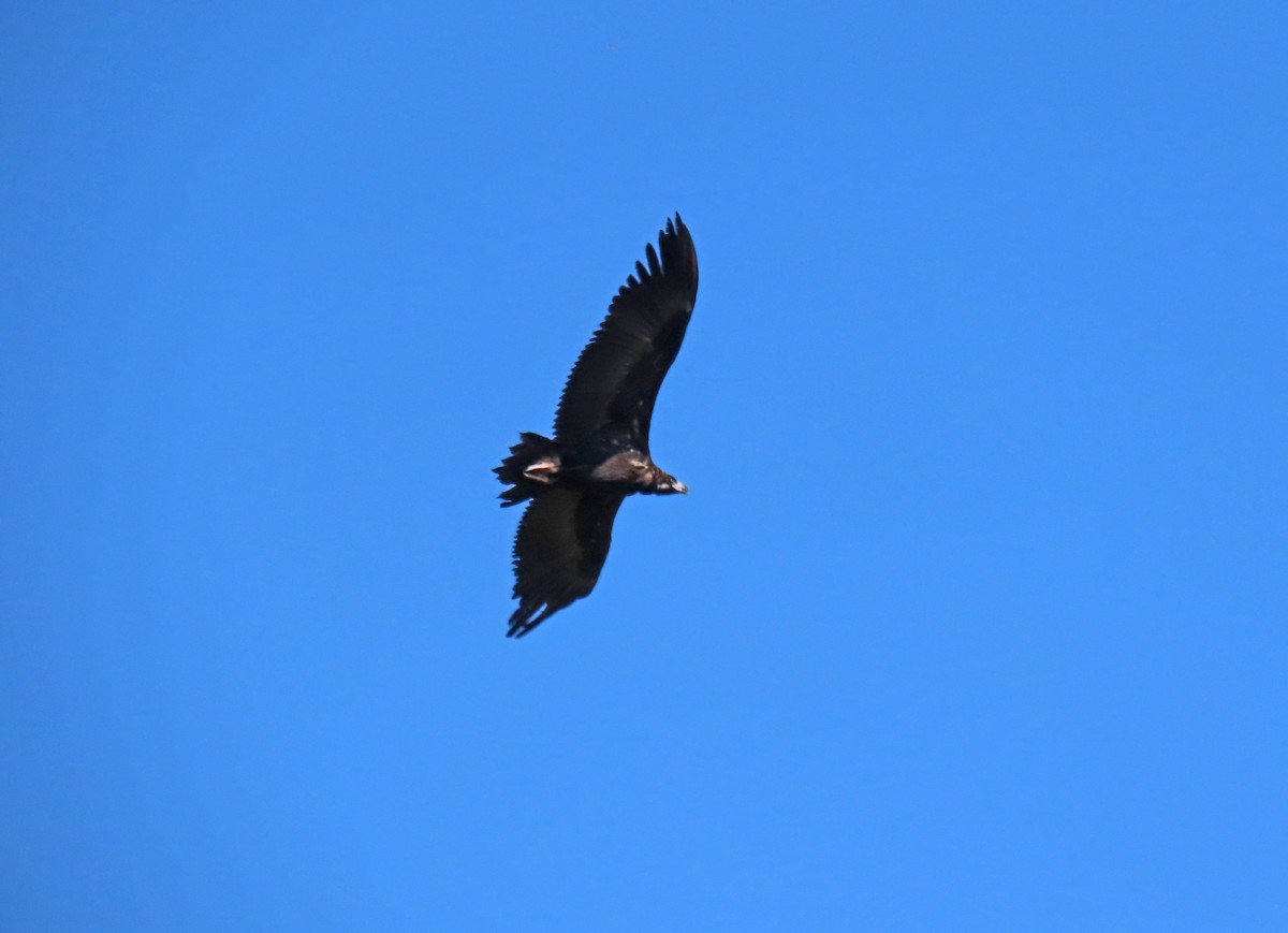 Cinereous Vulture - ML624076527