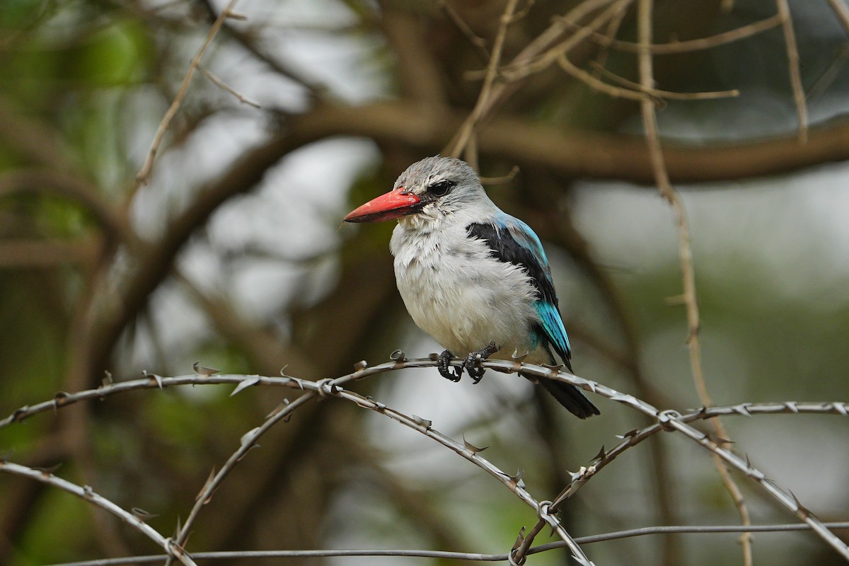 Mangrove Kingfisher - Dave Rimmer