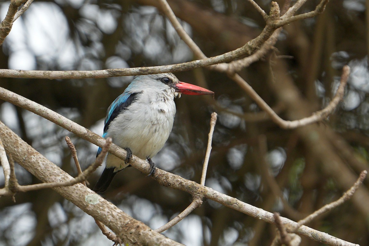 Mangrove Kingfisher - Dave Rimmer