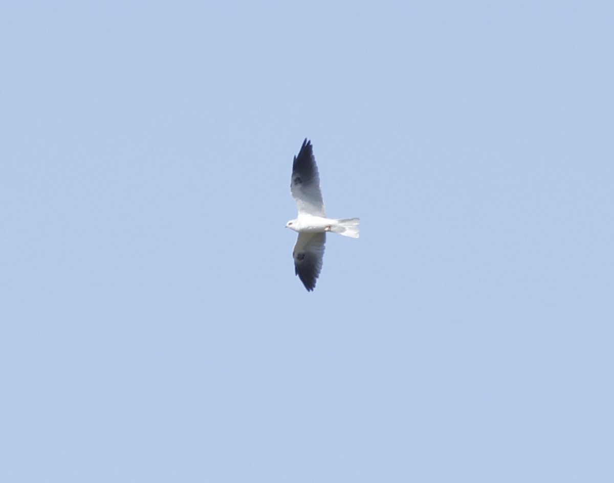 White-tailed Kite - ML624076562