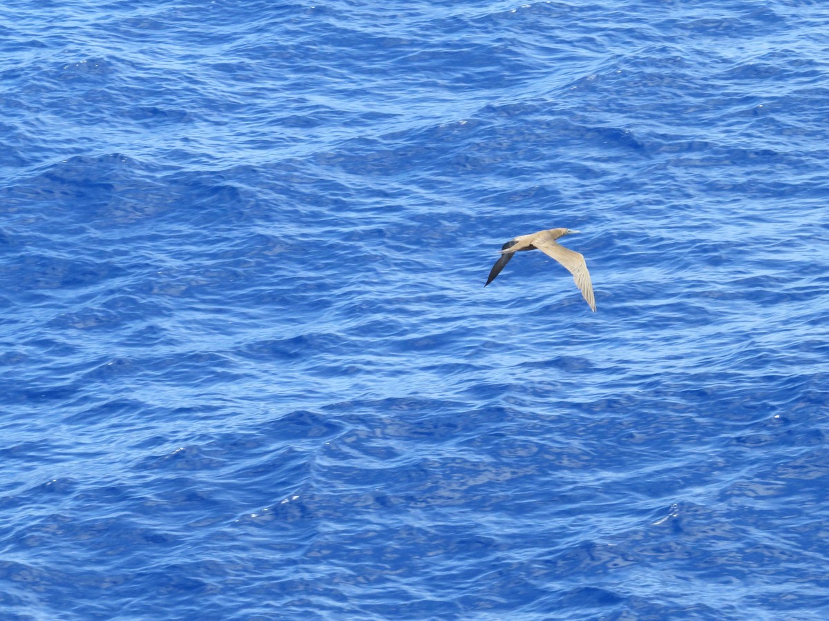 Brown Booby - ML624076577