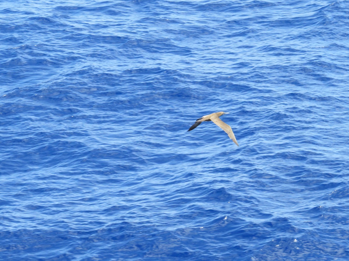 Brown Booby - ML624076578