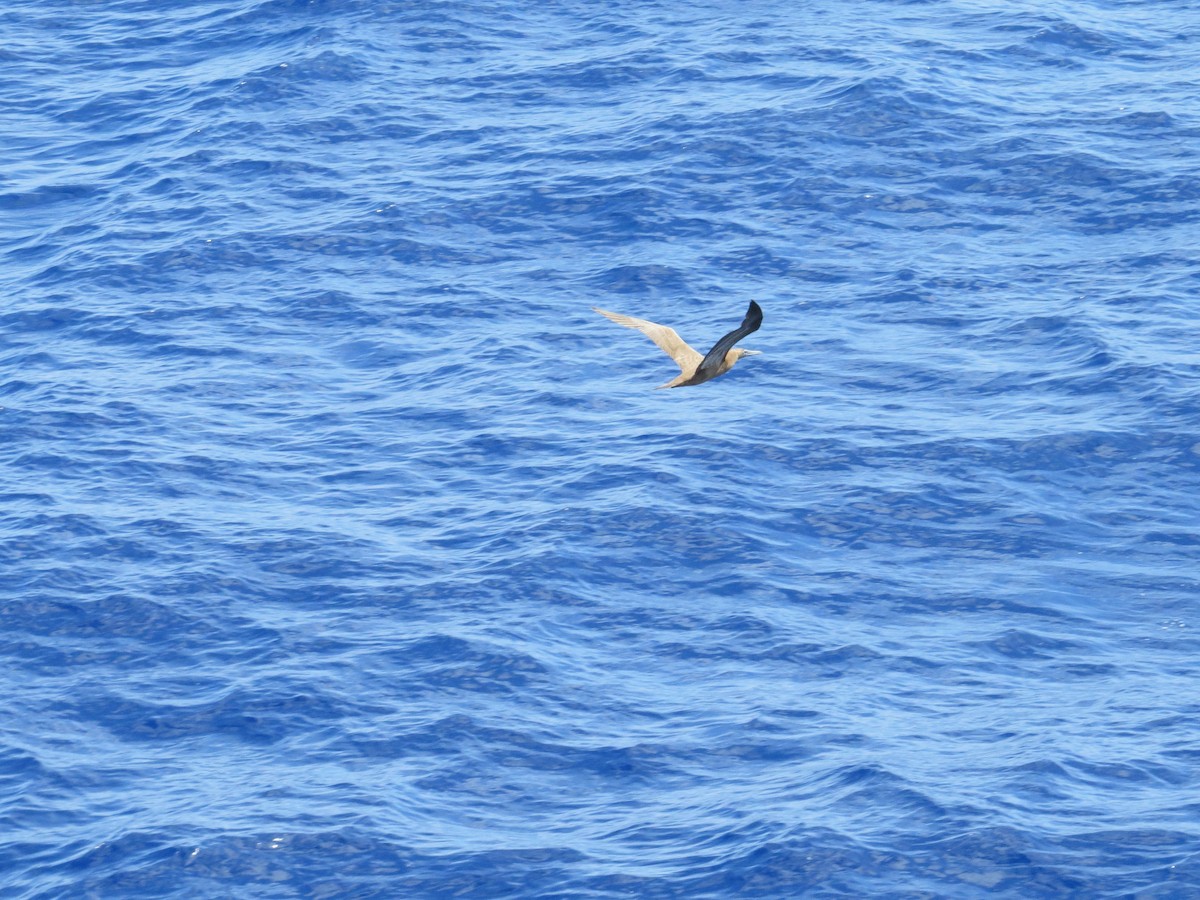 Brown Booby - ML624076579