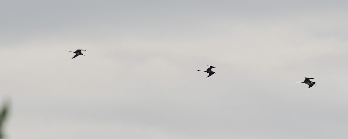 Lesser Frigatebird - ML624076588