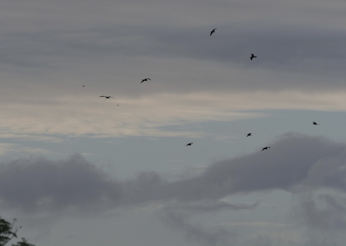 Lesser Frigatebird - ML624076595