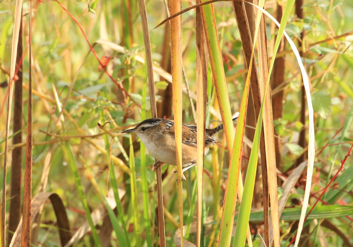 Marsh Wren - ML624076600