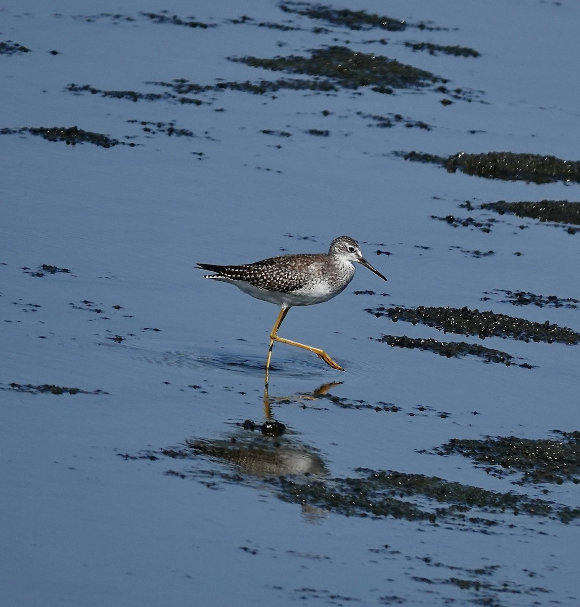 Greater Yellowlegs - ML624076604