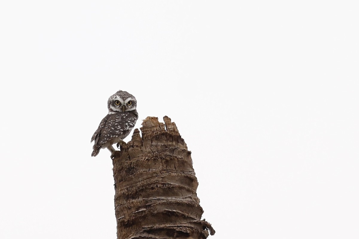 Spotted Owlet - ML624076605