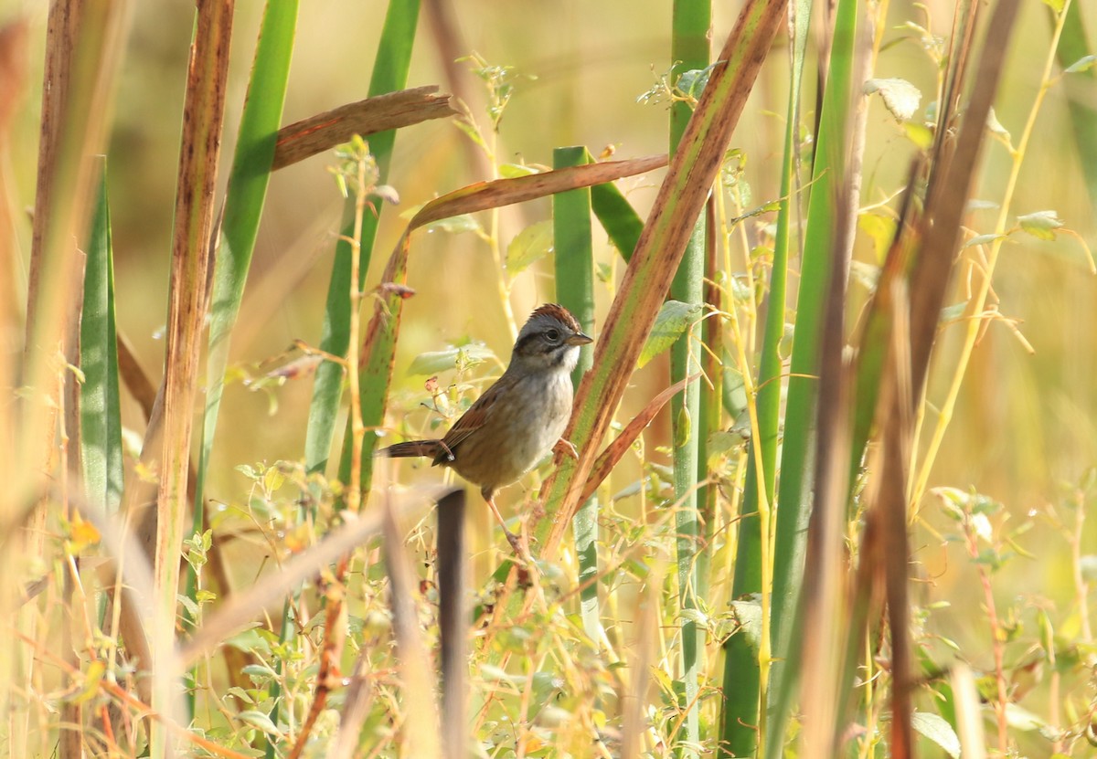 Swamp Sparrow - ML624076606