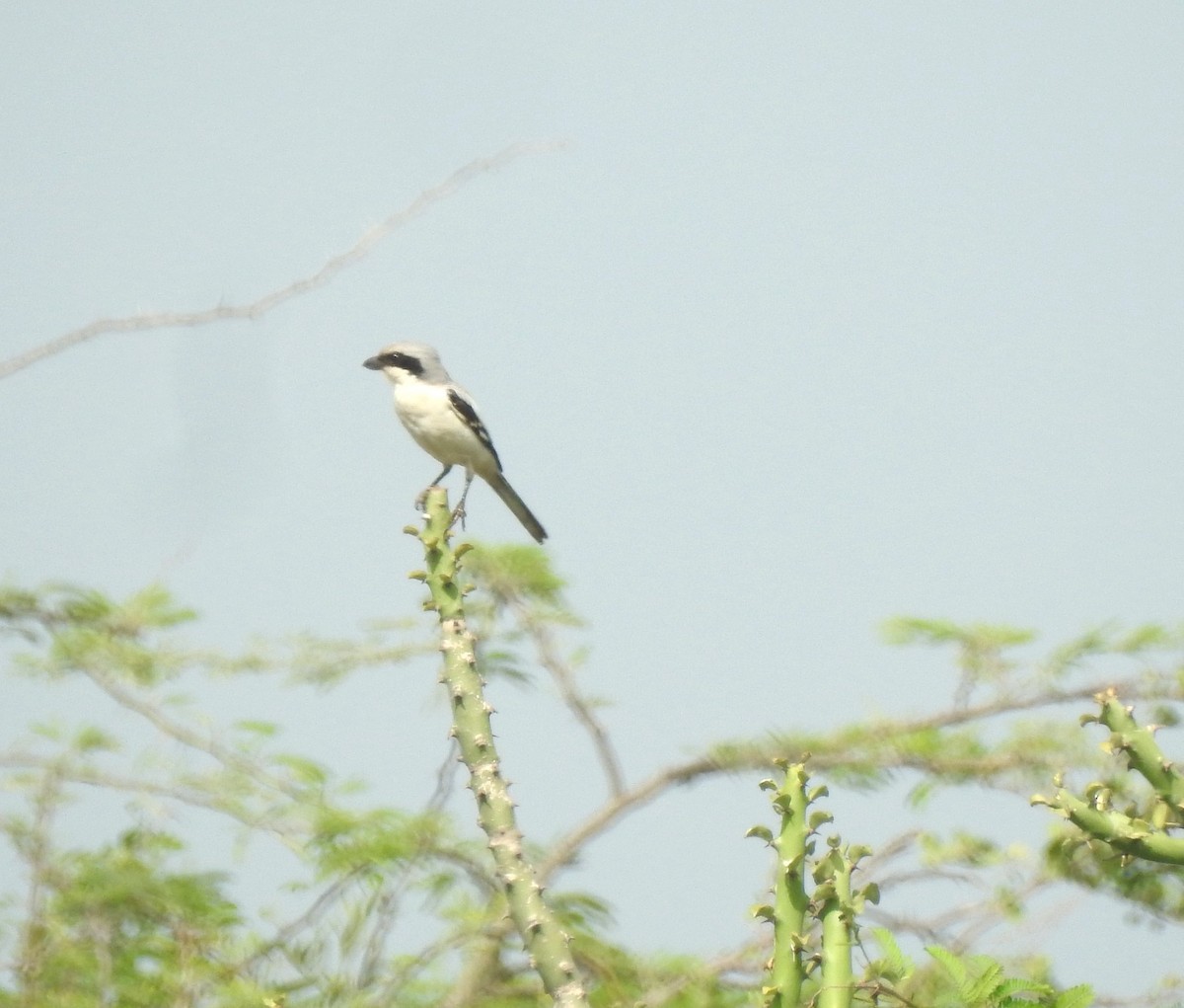 Great Gray Shrike - ML624076607