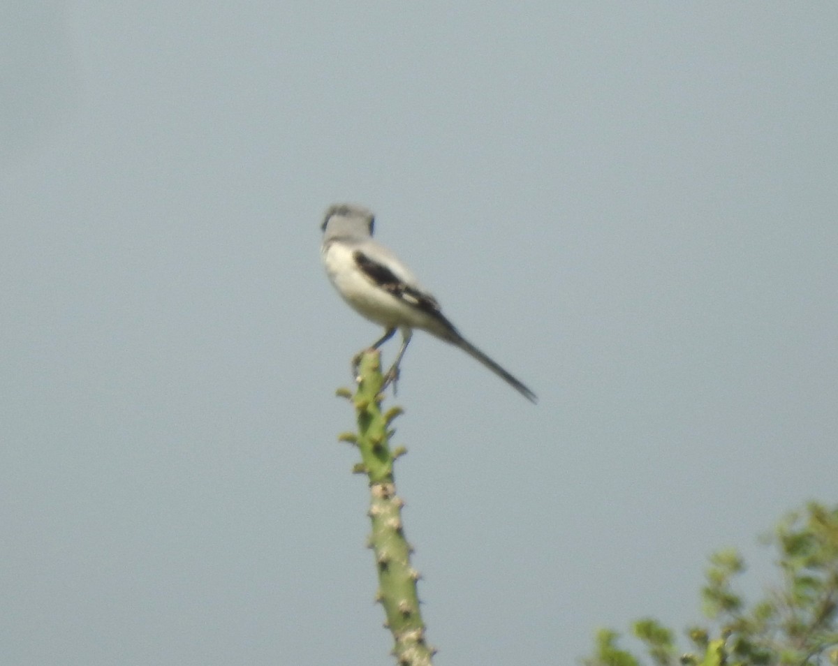 Great Gray Shrike - ML624076608