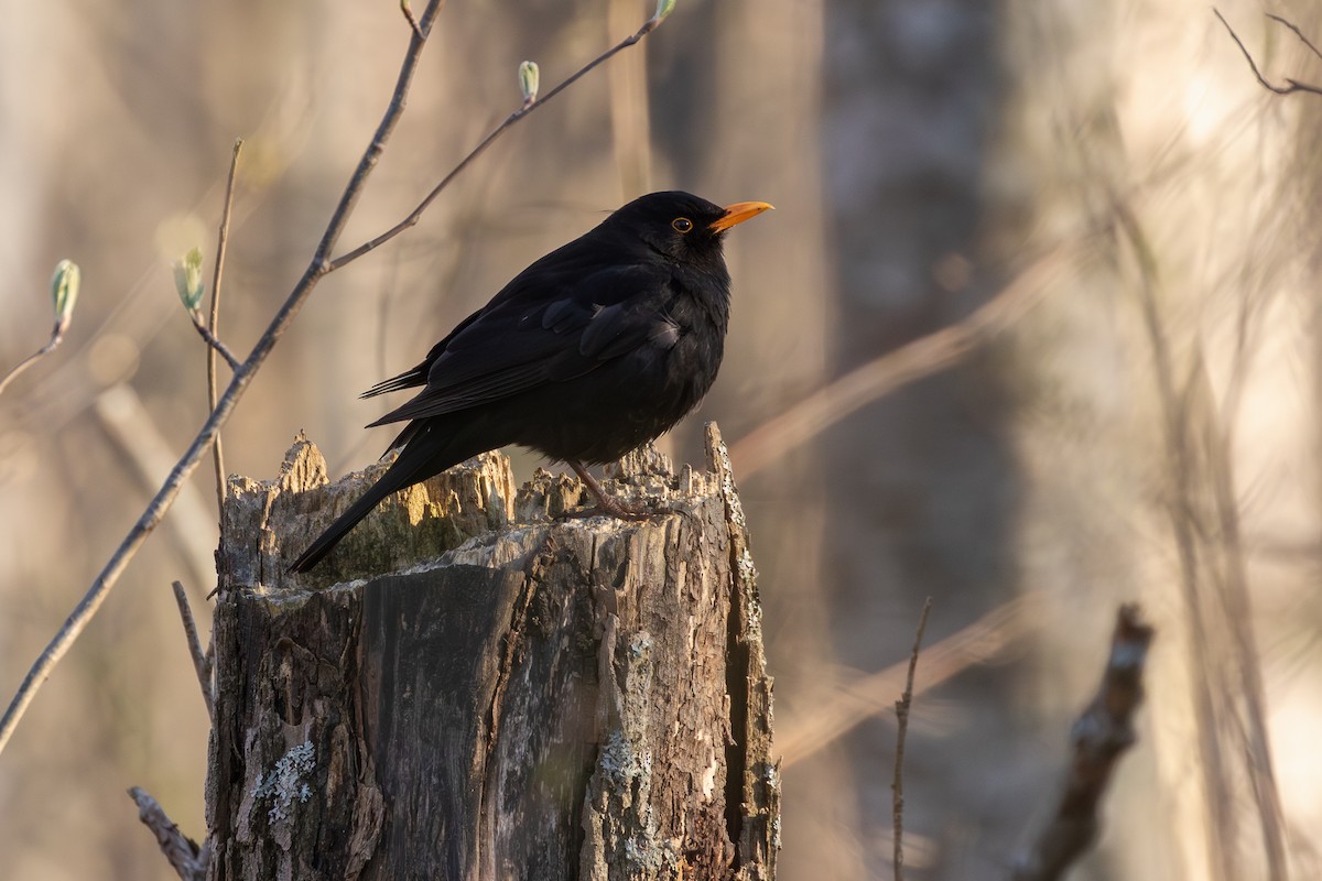 Eurasian Blackbird - ML624076609