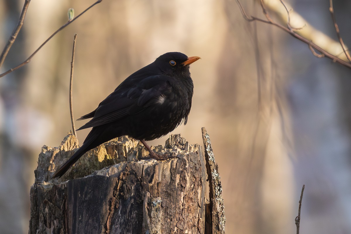 Eurasian Blackbird - Mark Maddock