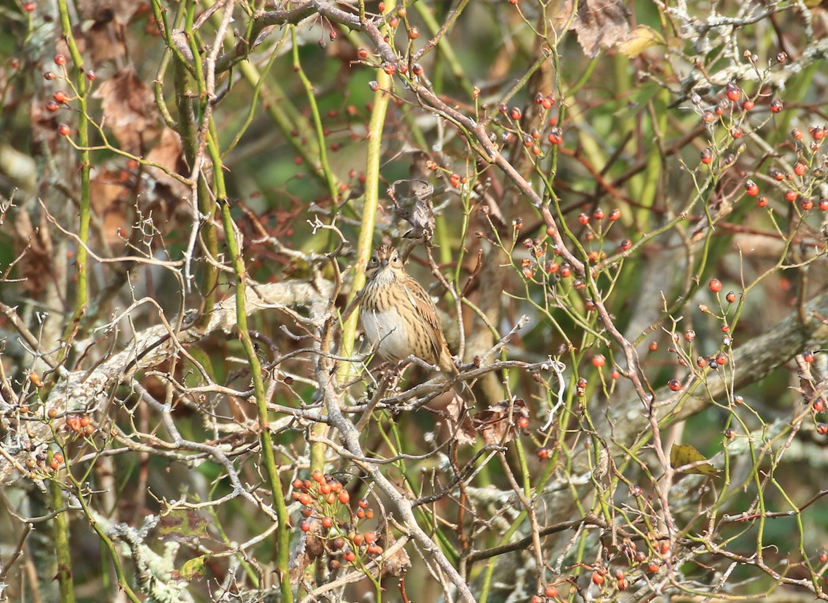 Lincoln's Sparrow - ML624076612