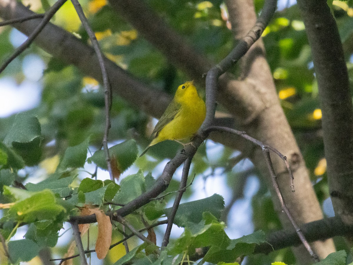 Wilson's Warbler - ML624076613