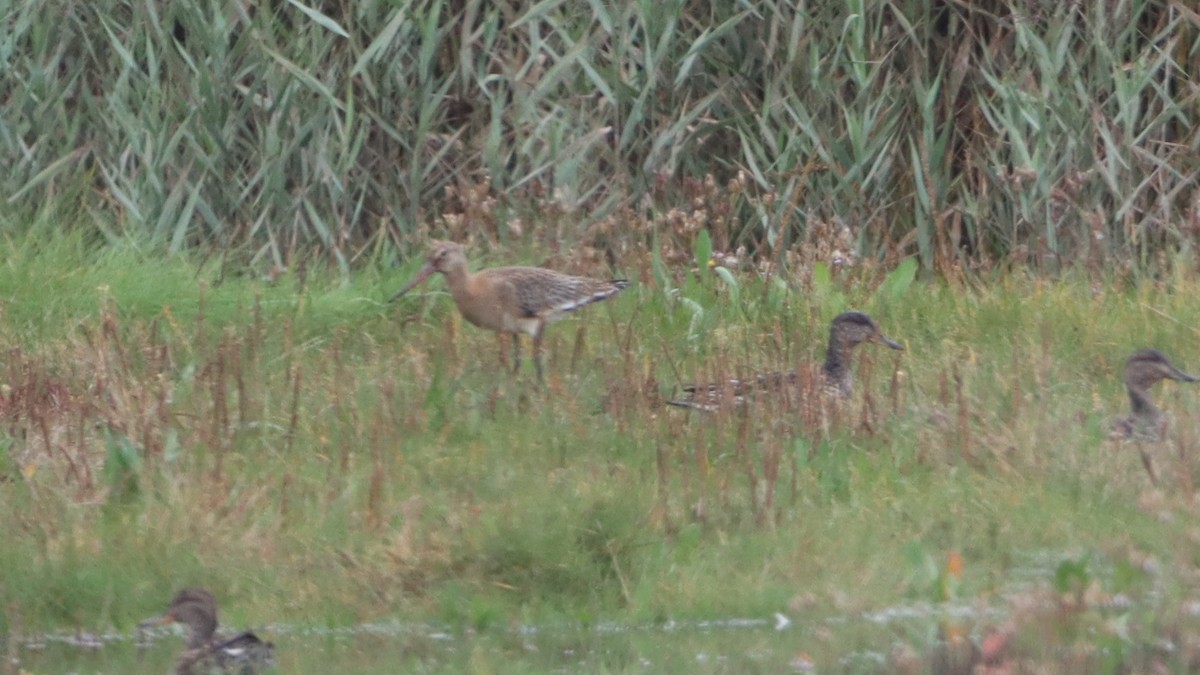 Bar-tailed Godwit - ML624076614