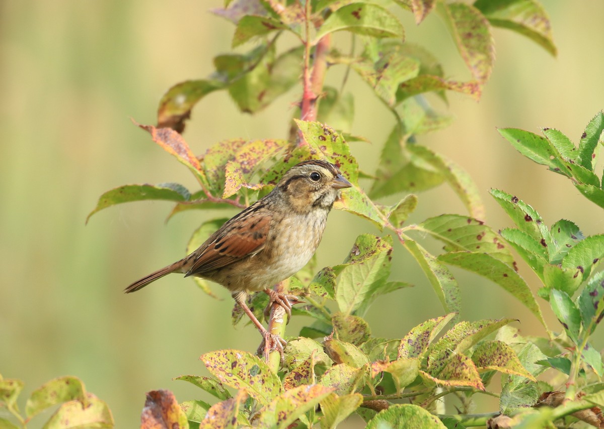 Swamp Sparrow - ML624076615