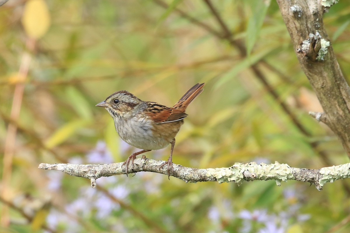 Swamp Sparrow - ML624076616