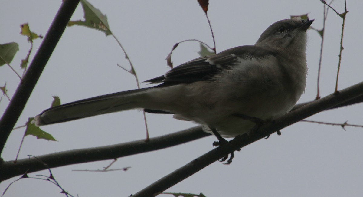 Northern Mockingbird - ML624076619