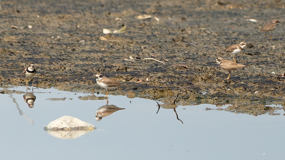 Semipalmated Plover - ML624076620