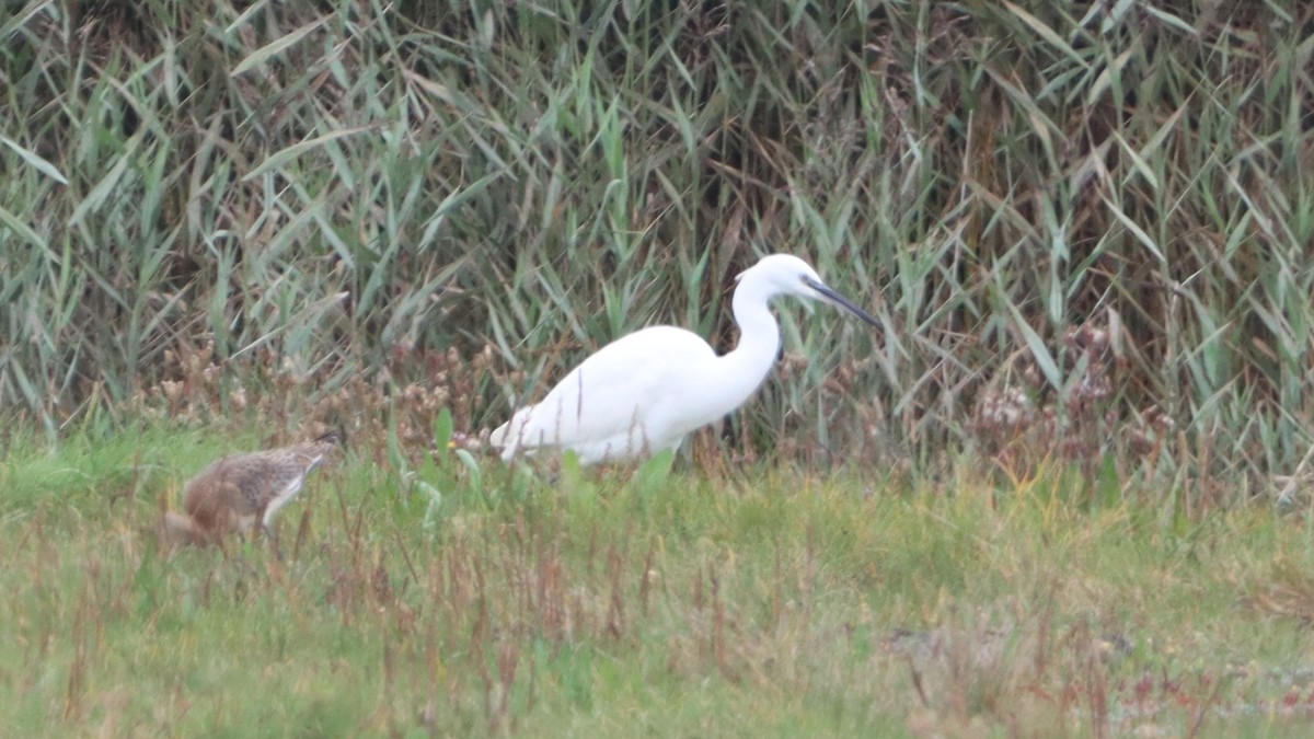 Little Egret - ML624076626