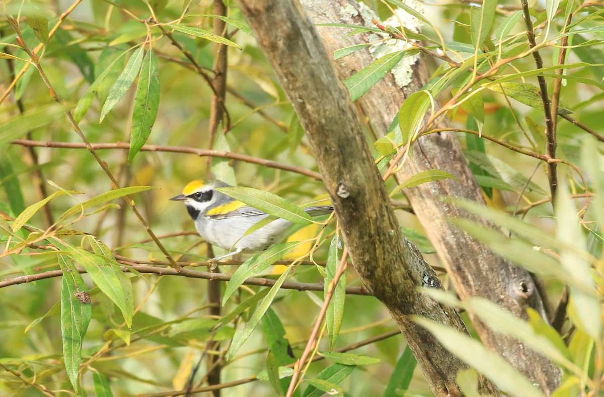 Golden-winged Warbler - ML624076628