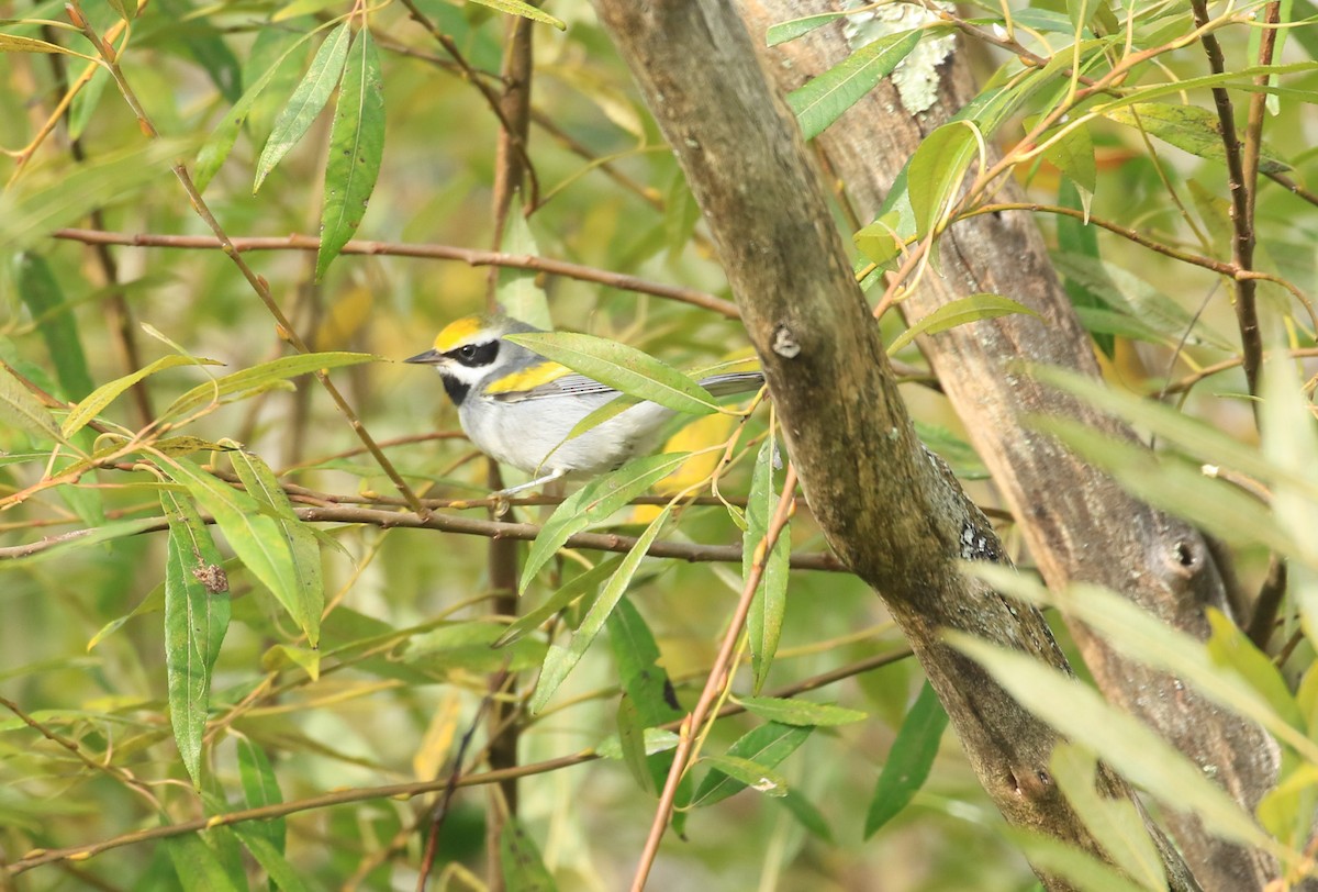Golden-winged Warbler - ML624076629