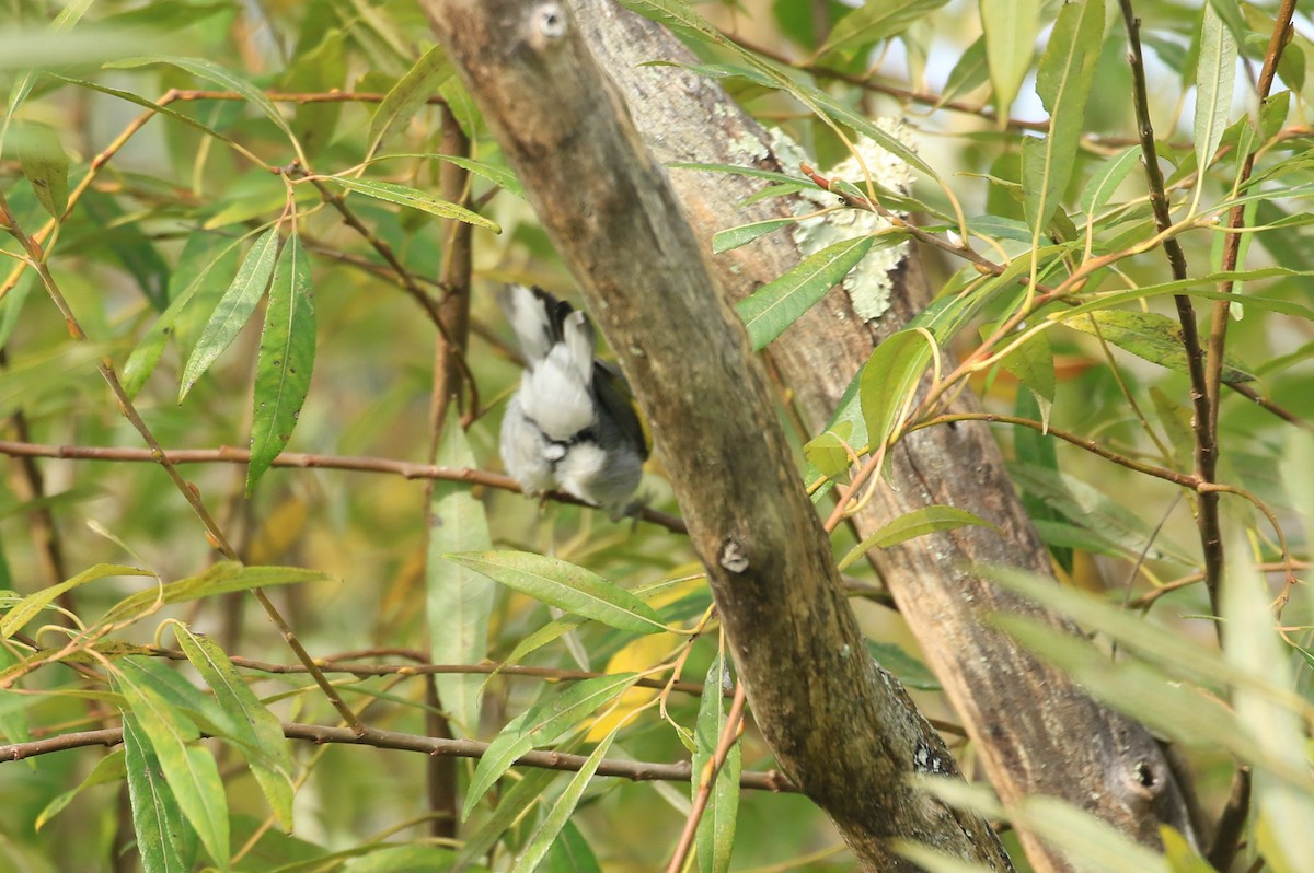 Golden-winged Warbler - ML624076632