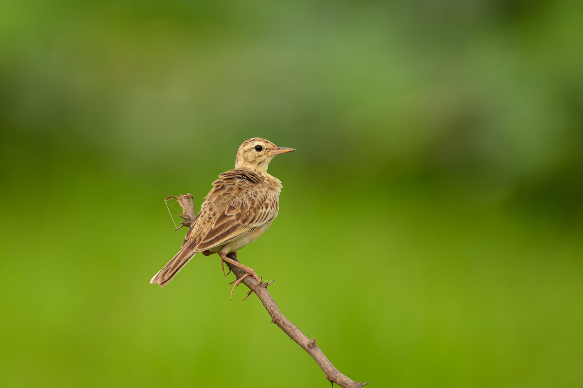 Paddyfield Pipit - ML624076634