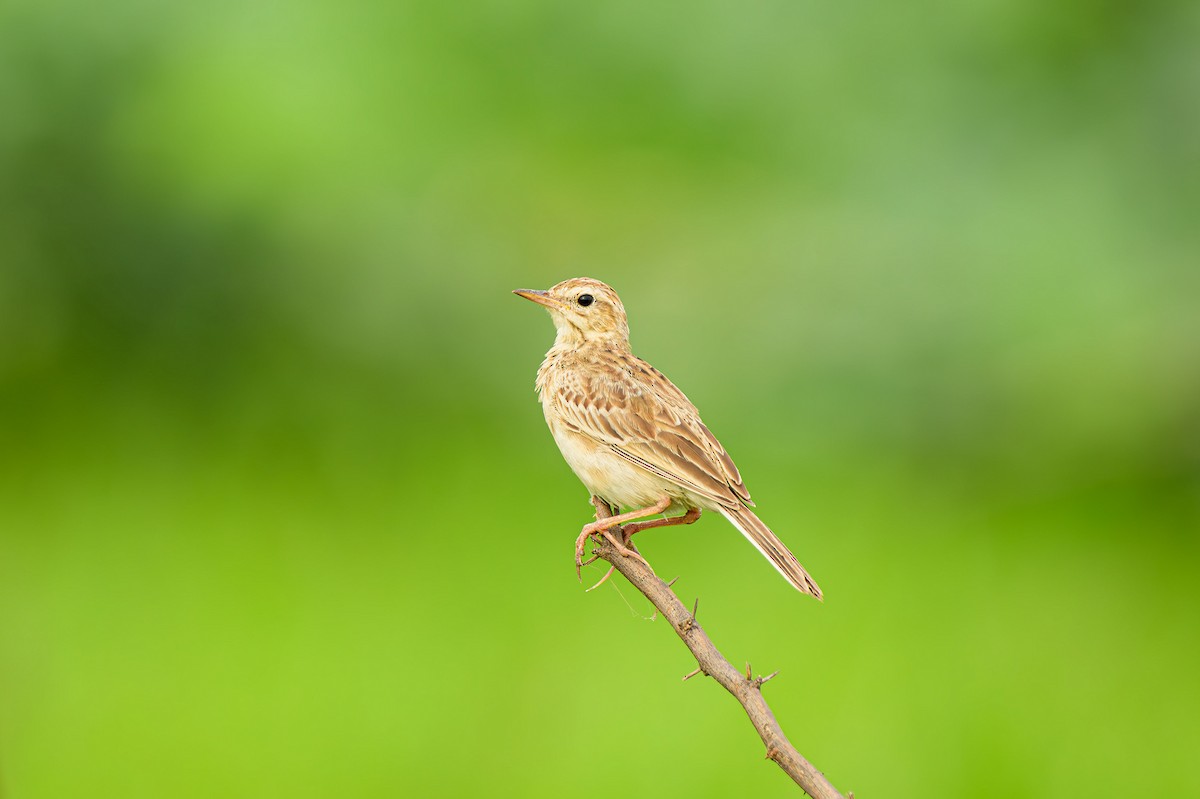 Paddyfield Pipit - ML624076635