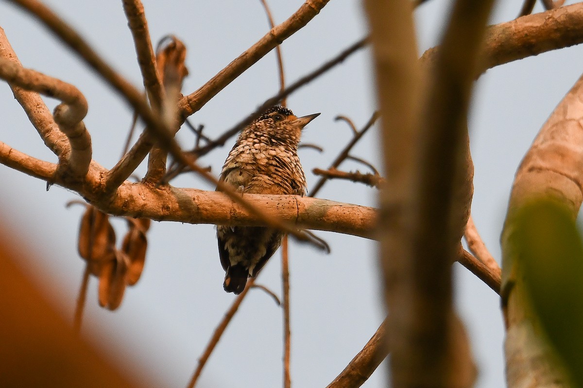 White-wedged Piculet - ML624076658