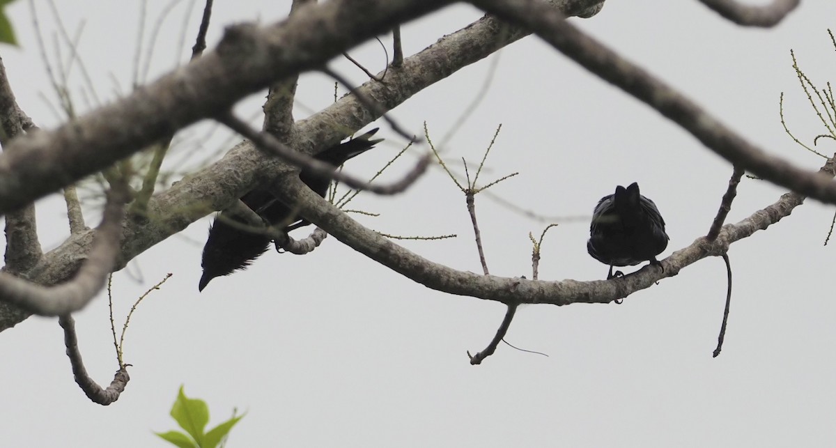 Metallic Starling (Metallic) - ML624076675