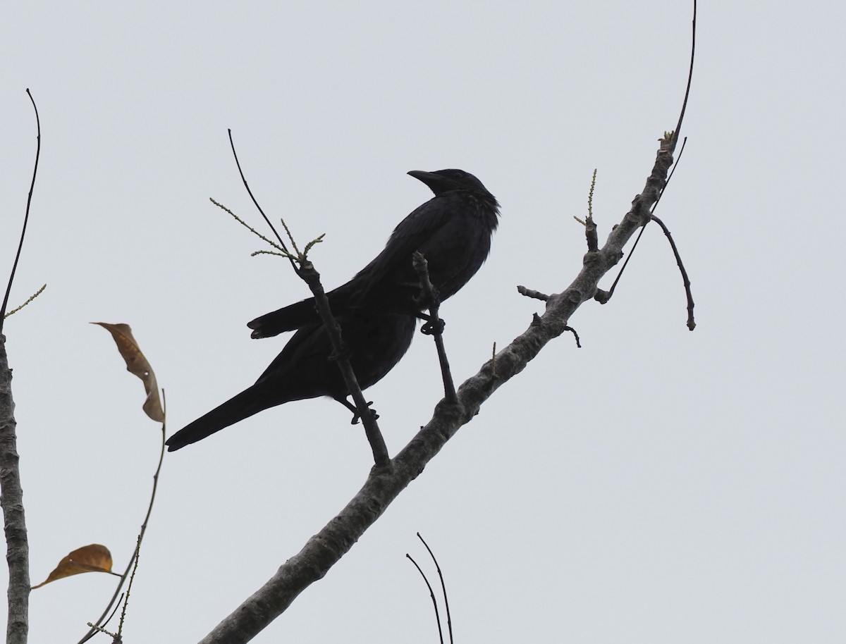 Metallic Starling (Metallic) - ML624076676