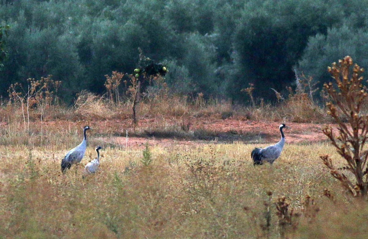 Demoiselle Crane - Miguel García