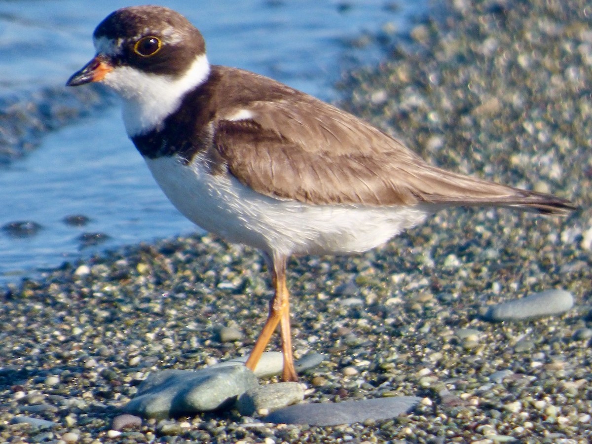 Semipalmated Plover - ML624076716