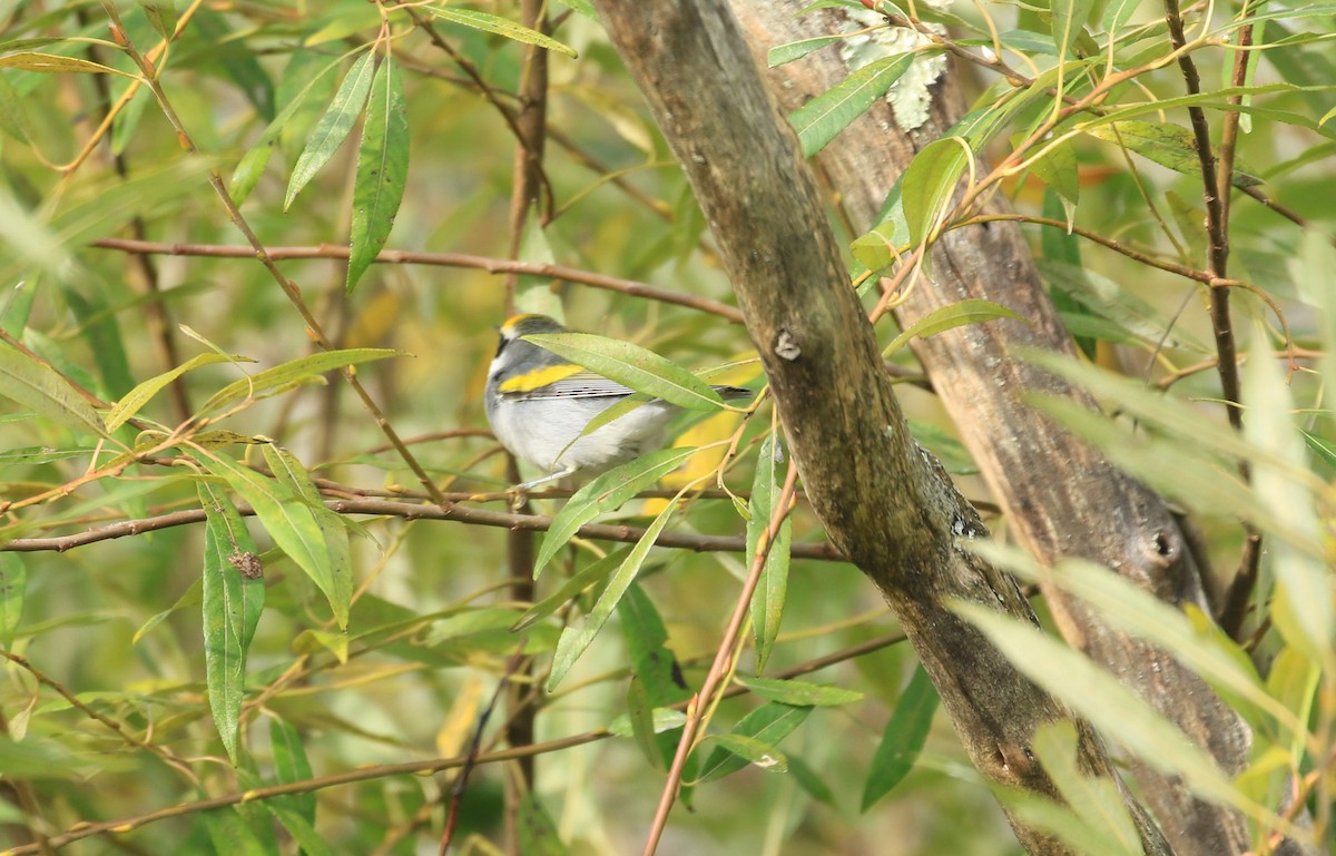 Golden-winged Warbler - ML624076725